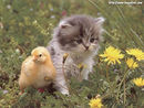Kurczaczek i kotek